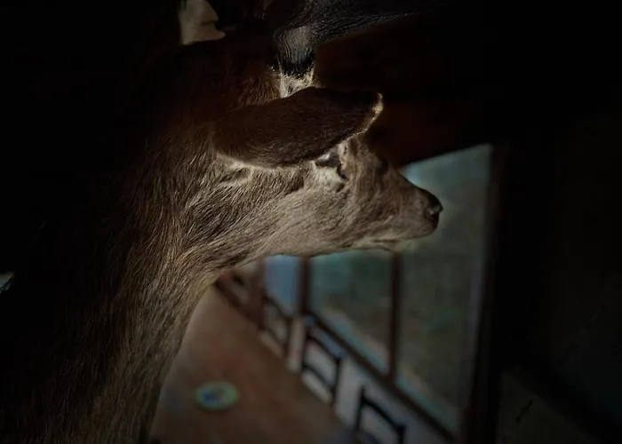 Achouffe - Avant Midi Houffalize